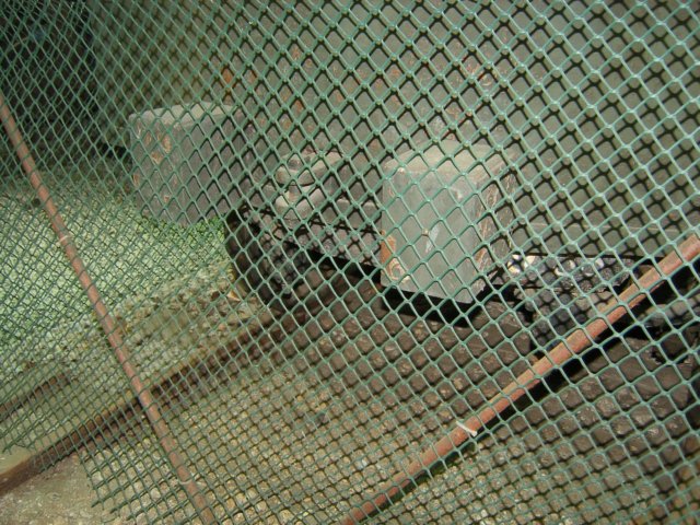 rearcoupler.jpg